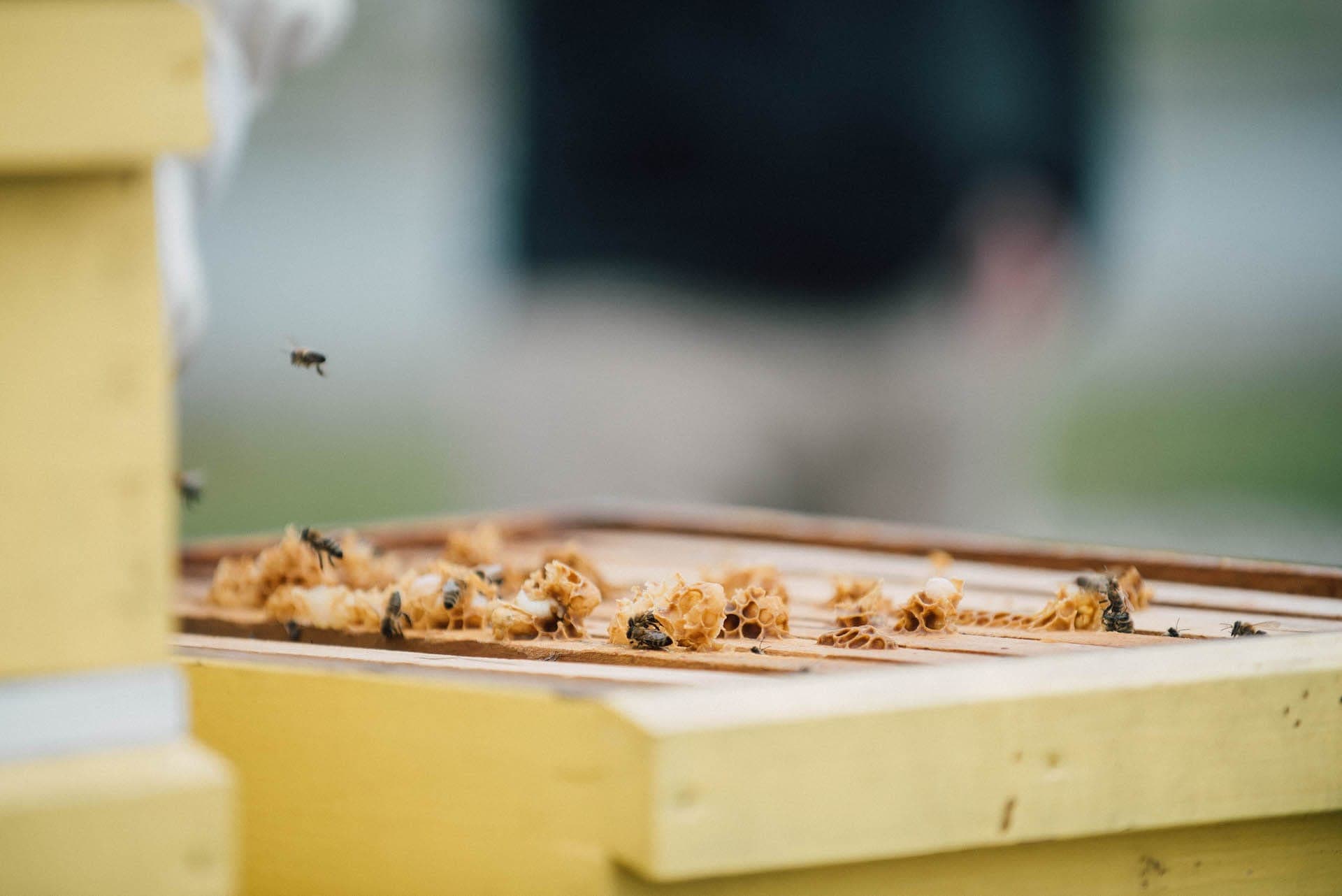 Roj čebeljih prigod